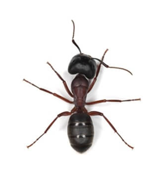 Как вывести муравьев с дачного участка