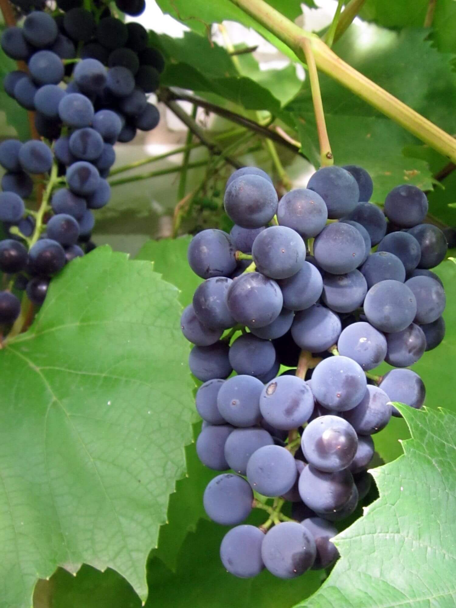 Чем отстирать виноград
